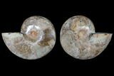 Daisy Flower Ammonite (Choffaticeras) - Madagascar #125495-1
